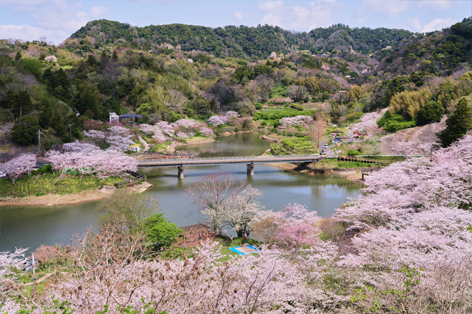 頼朝桜